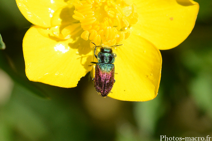 Anthaxia salicis