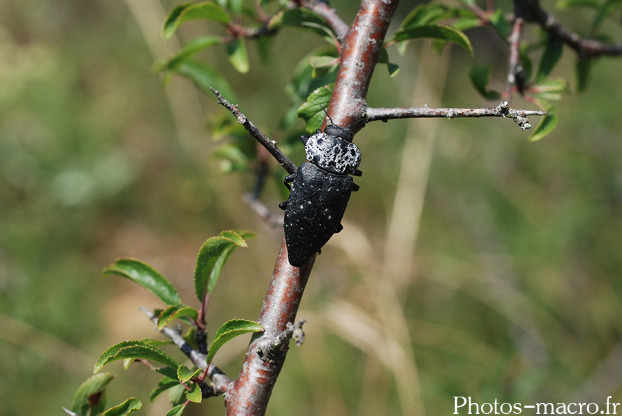 Capnodis tenebrionis