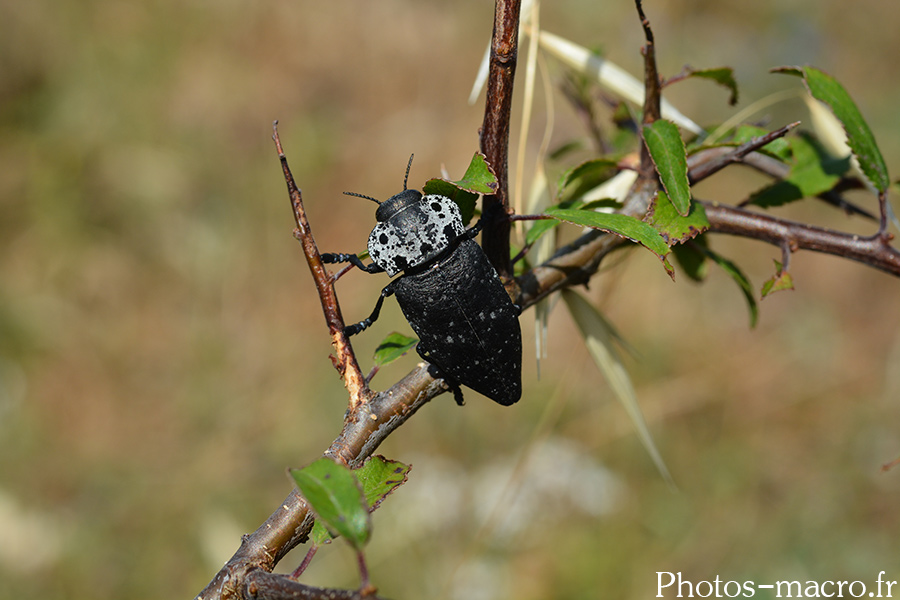 Capnodis tenebrionis