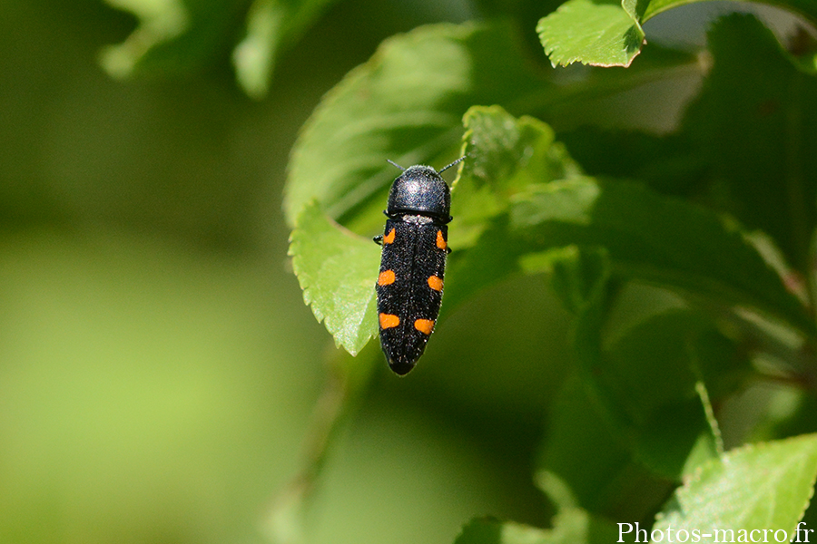 Ptosima undecimmaculata