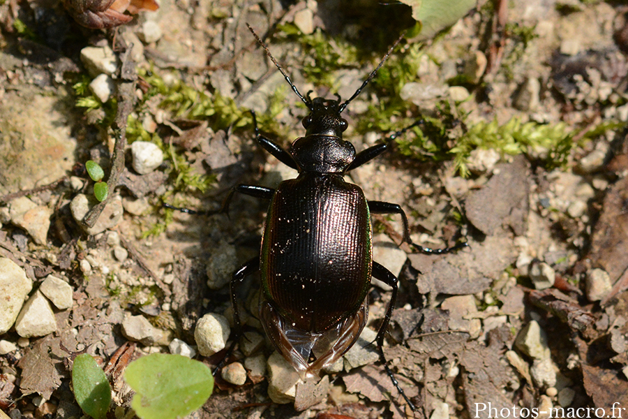 Calosoma inquisitor