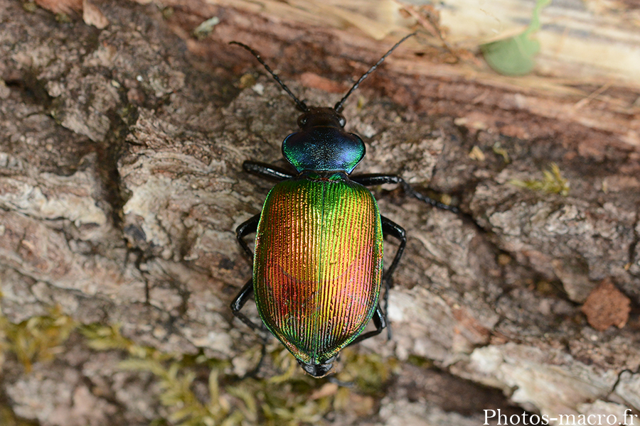 Calosoma sycophanta