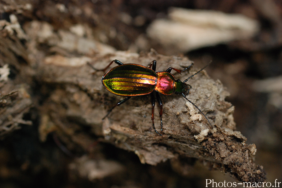 Carabus auronitens