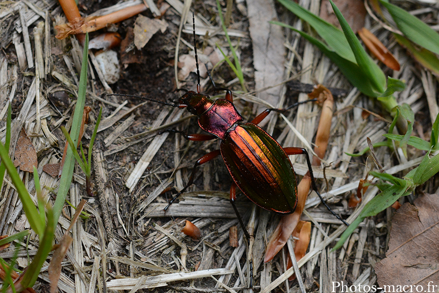 Carabus auronitens