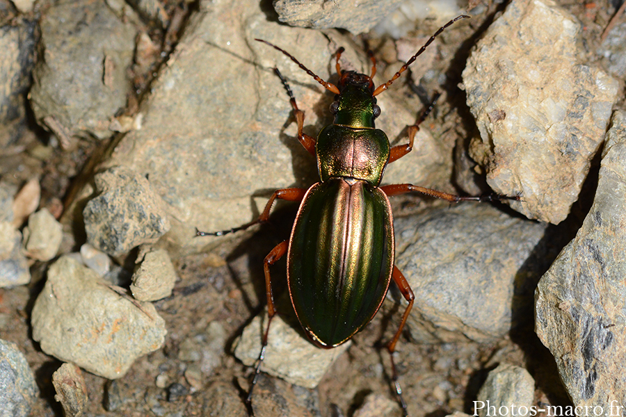 Carabus auratus