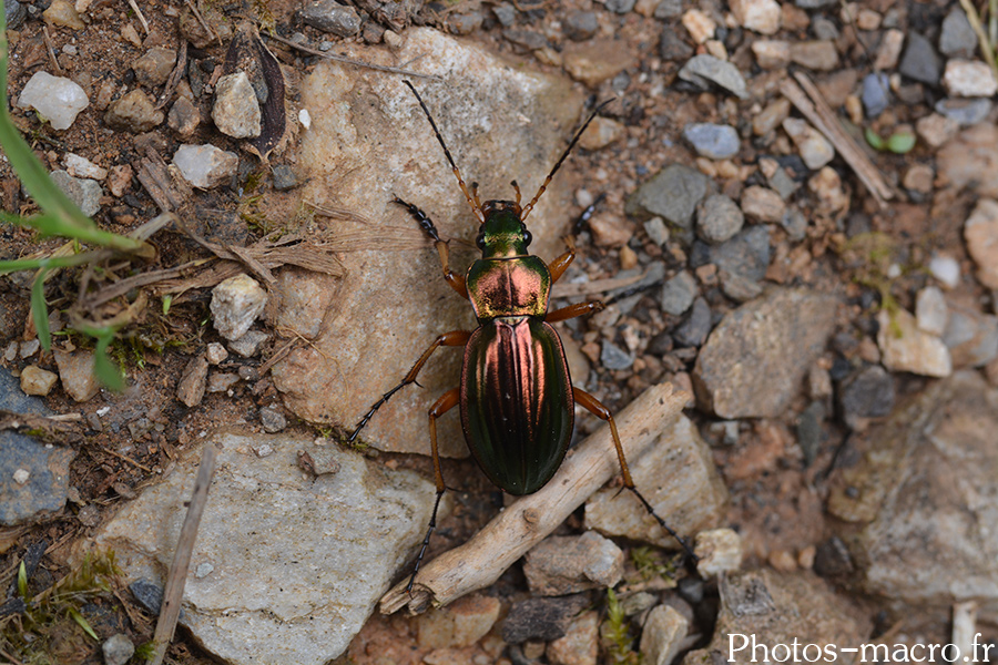 Carabus auratus