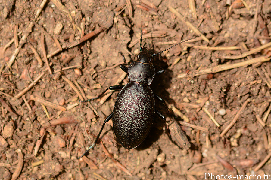 Carabus coriaceus