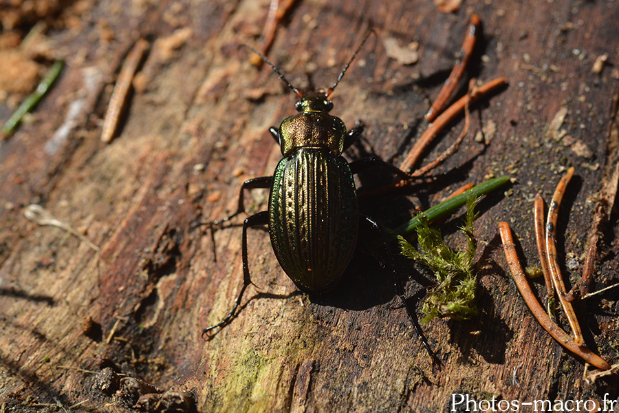 Carabus cancellatus