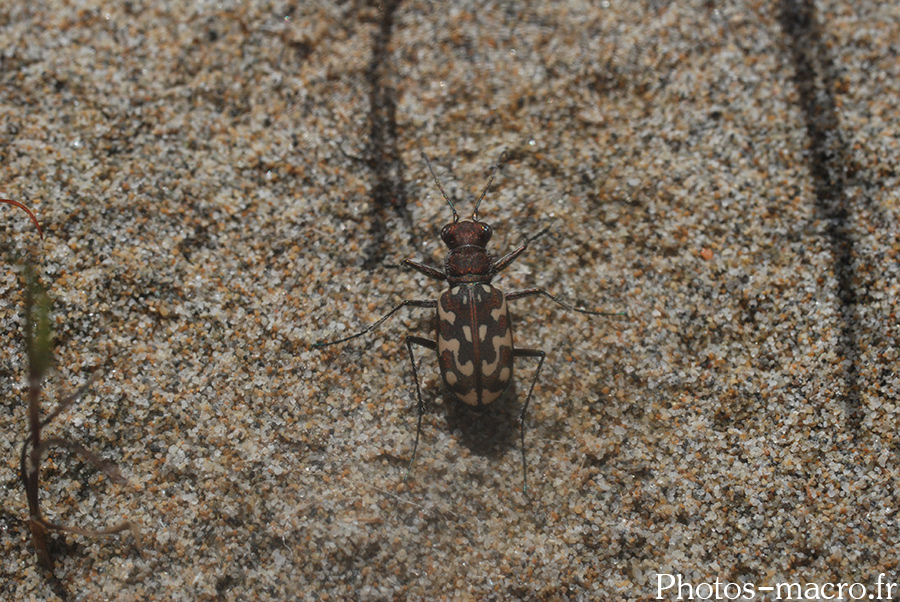 Cicindela flexuosa