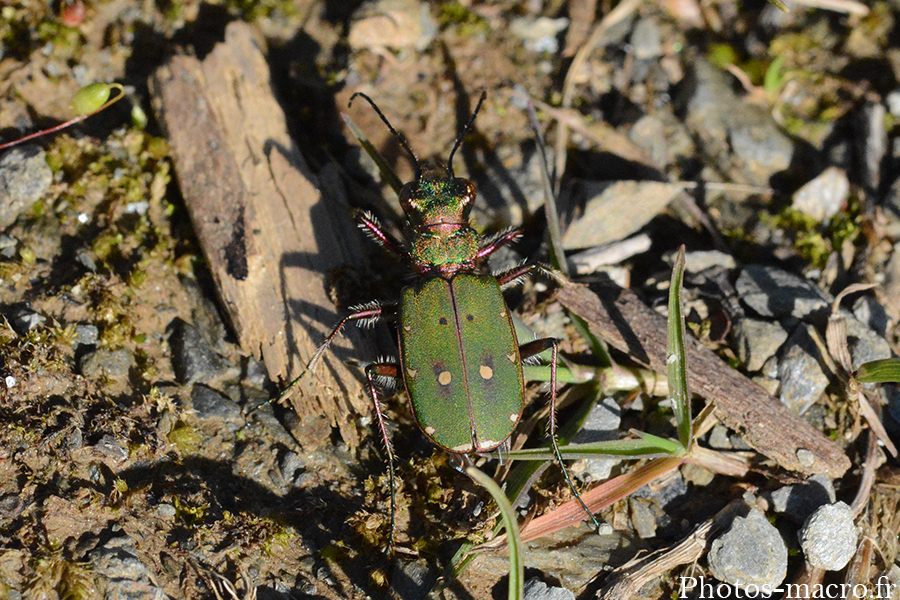 Cicindella campestris