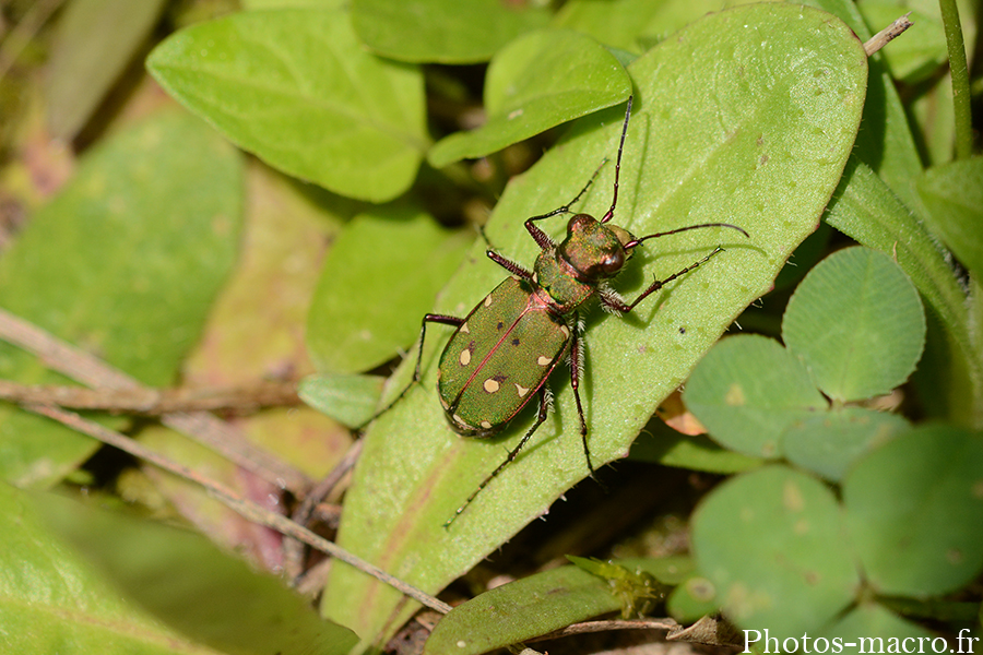 Cicindela campestris