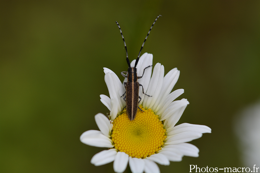 Agapanthia cardui