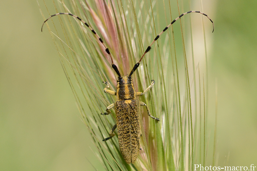 Agapanthia dahli