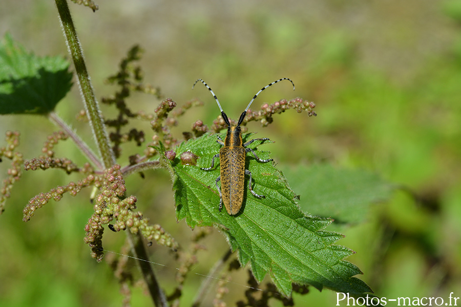 Agapanthia villosoviridescens