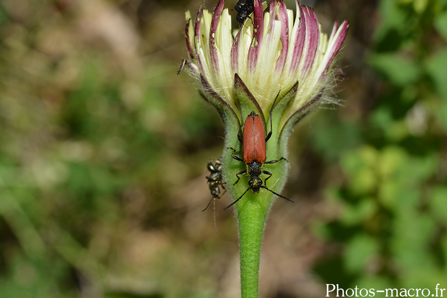 Anastrangalia sanguinolenta