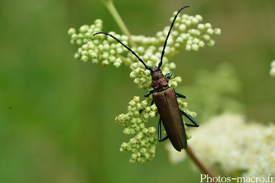 Aromia moschata