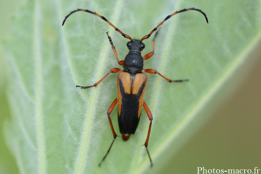 Stictoleptura stragulata