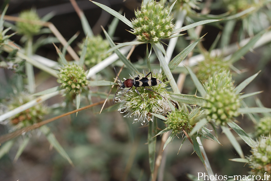 Chlorophorus trifasciatus