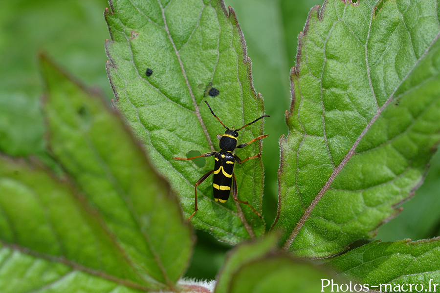 Clytus arietis