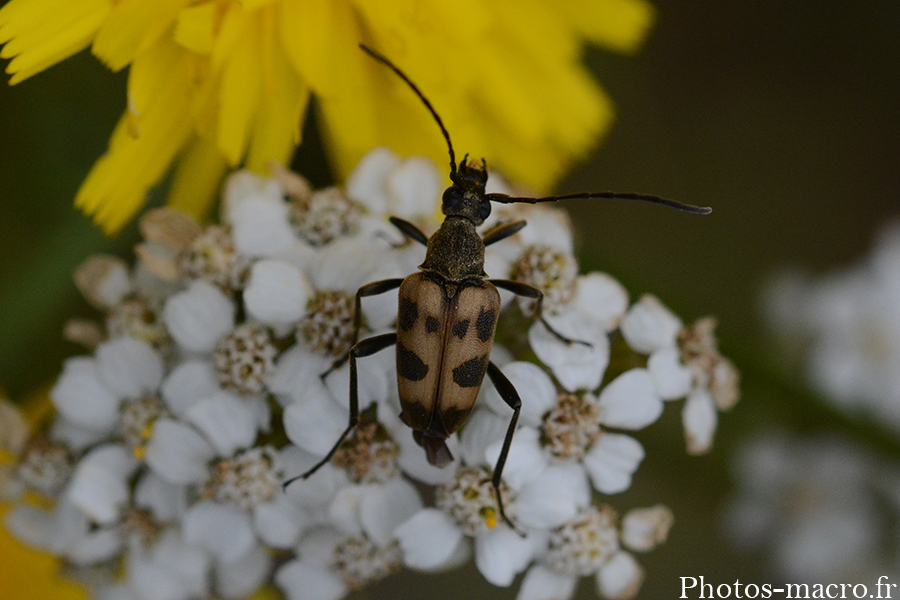 Judolia cerambyciformis