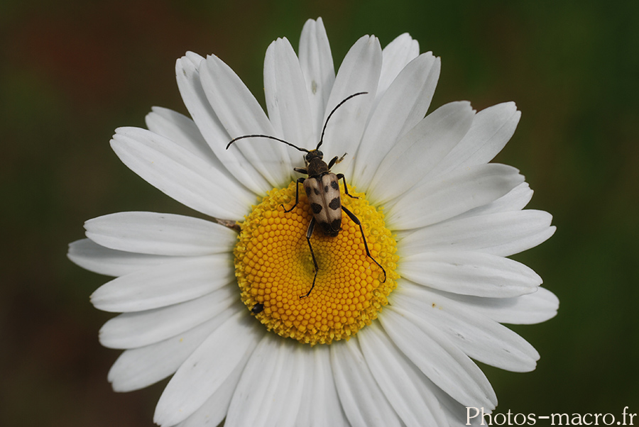 Pachytodes cerambyciformis