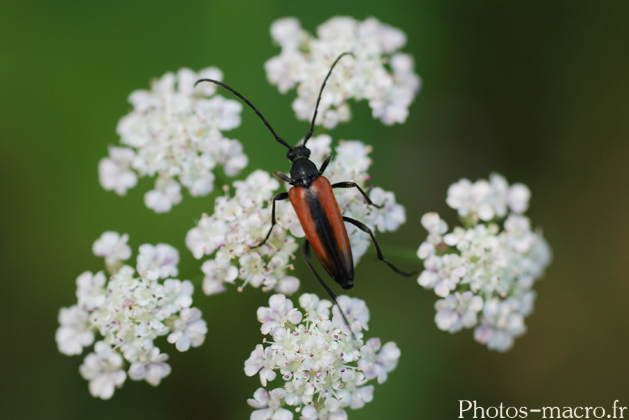 Leptura melanura