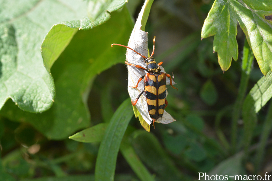 Leptura aurulenta