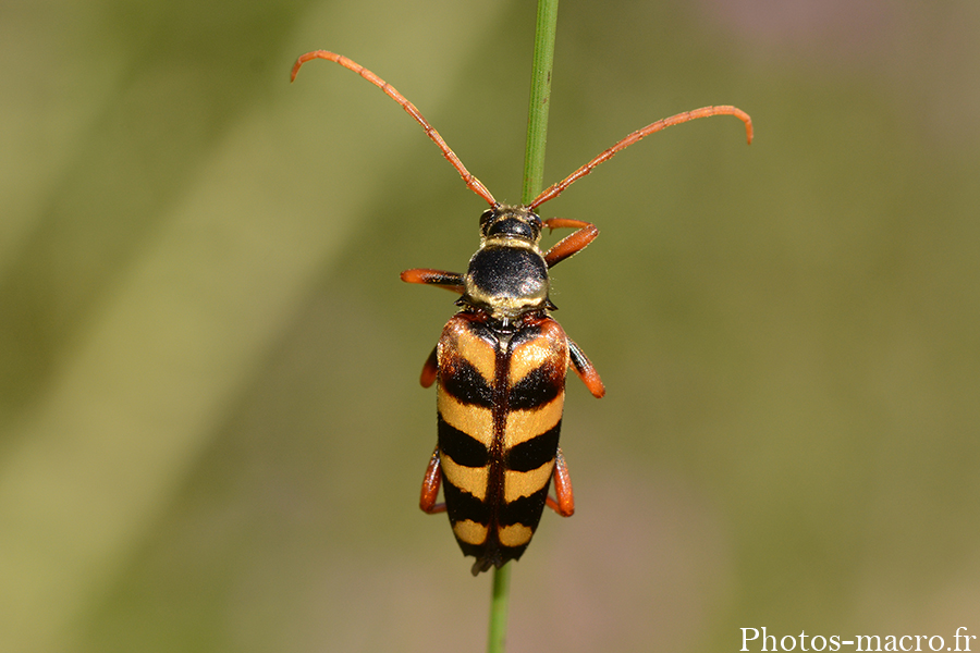 Leptura aurulenta