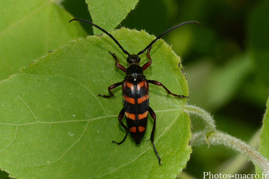 Leptura aurulenta