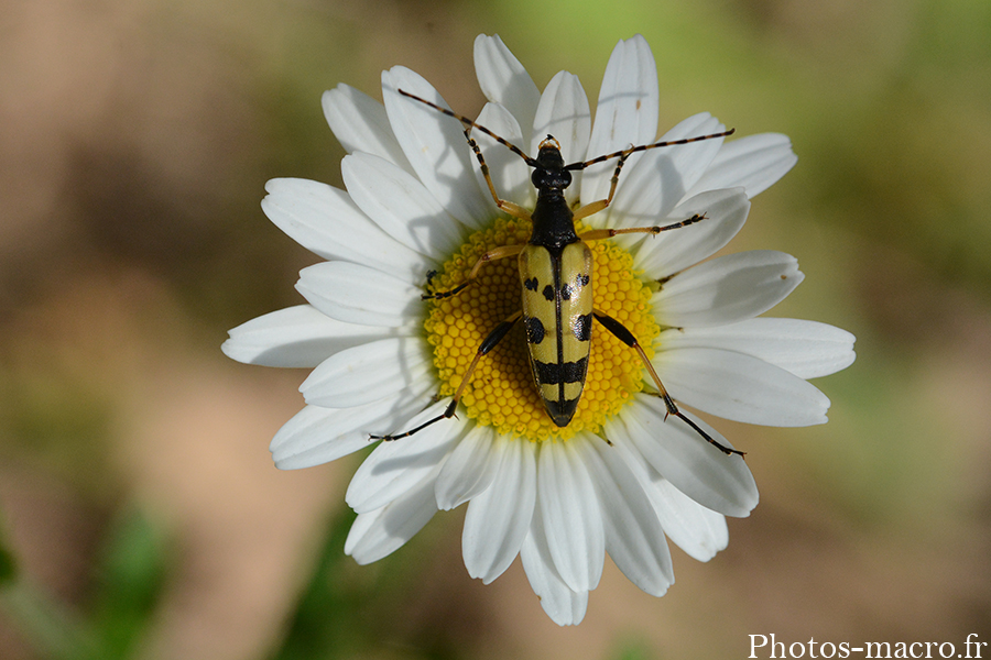 Leptura maculata