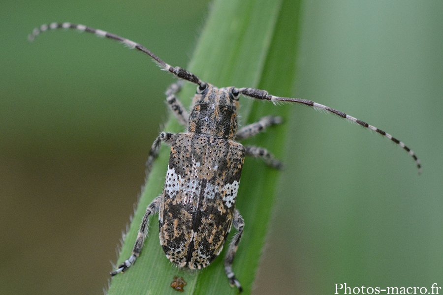 Mesosa nebulosa