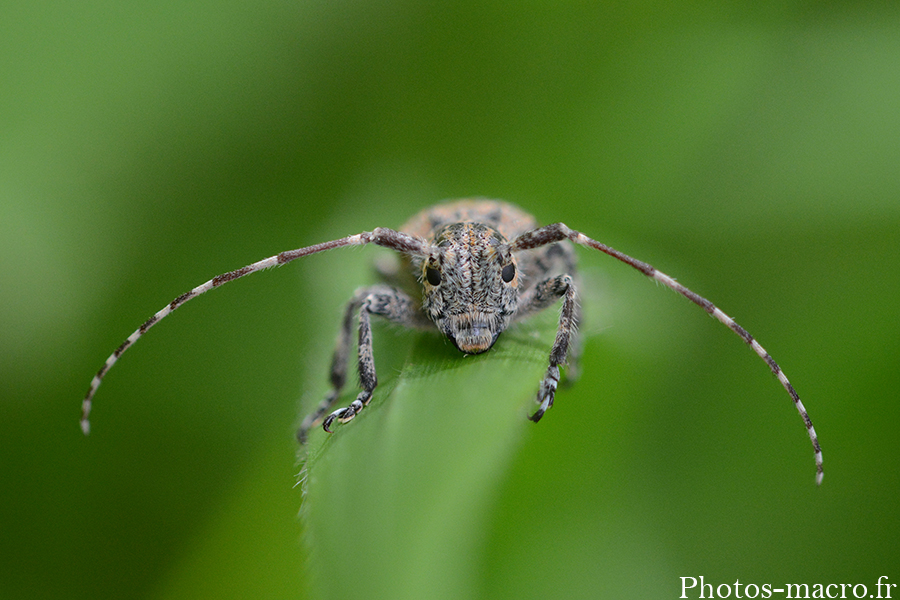 Mesosa nebulosa