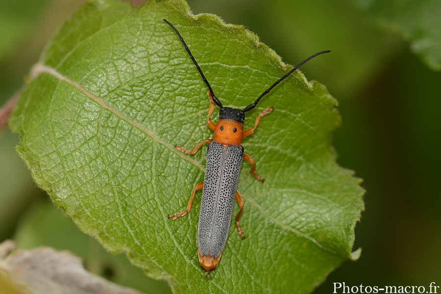 Oberea oculata