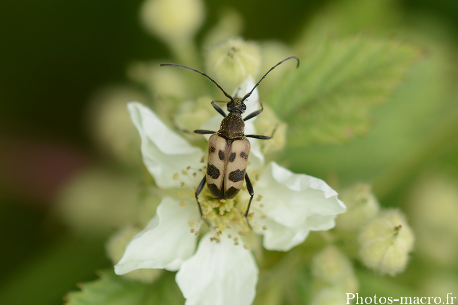 Le Lepture en forme de capricorne - Pachytodes cerambyciformis