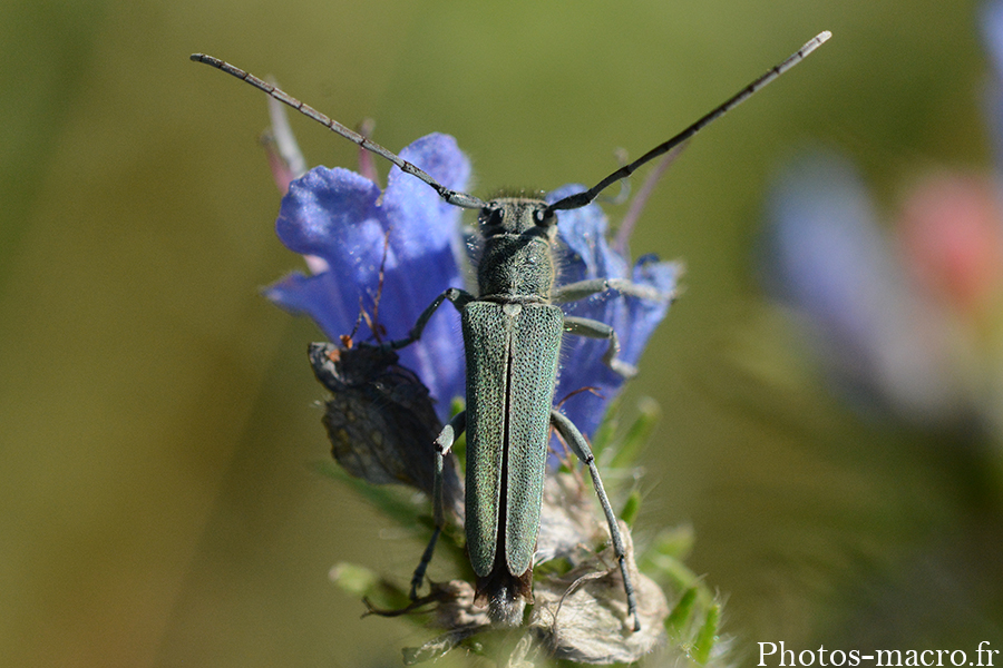 Phytoecia coerulescens