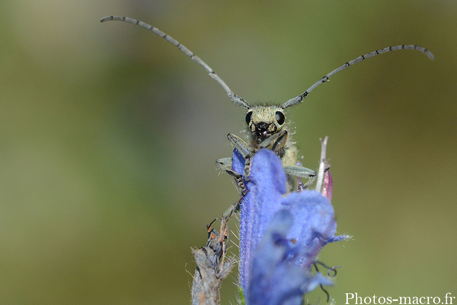 Phytoecia coerulescens