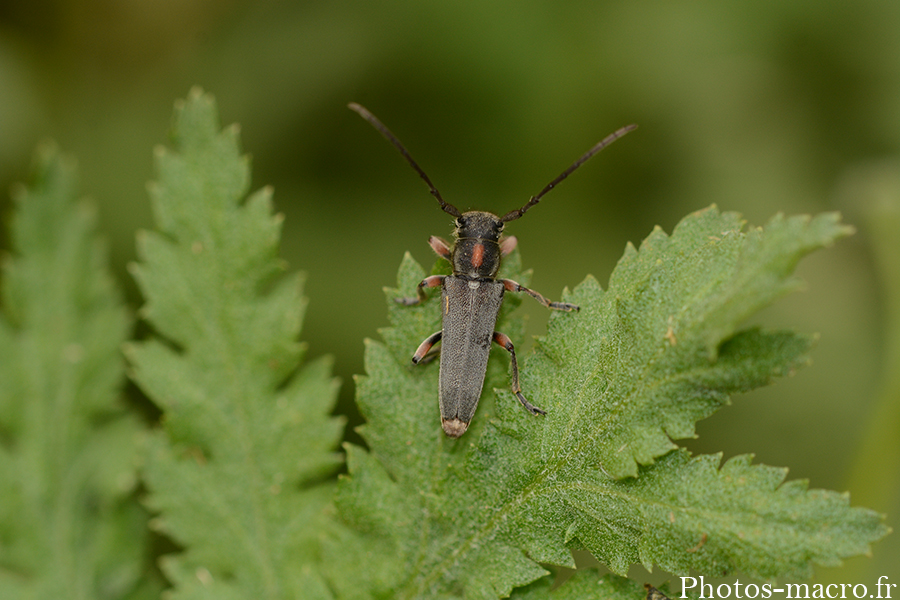 Phytoecia rufipes