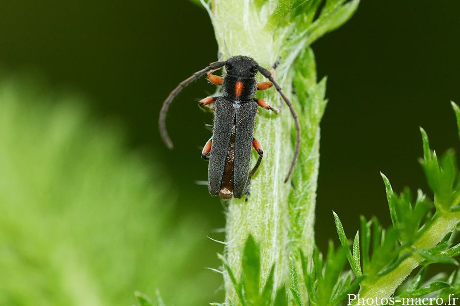 Phytoecia virgula