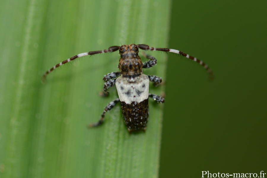 Pogonocherus hispidulus