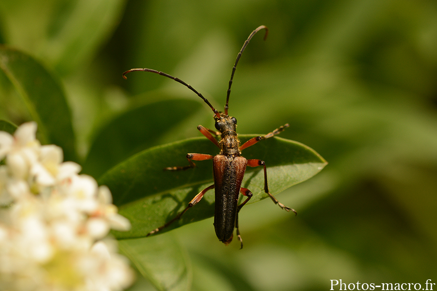 Stenocorus meridianus