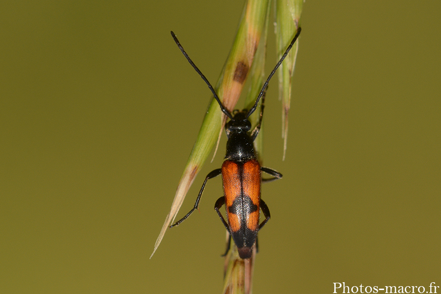 Stenurella bifasciata