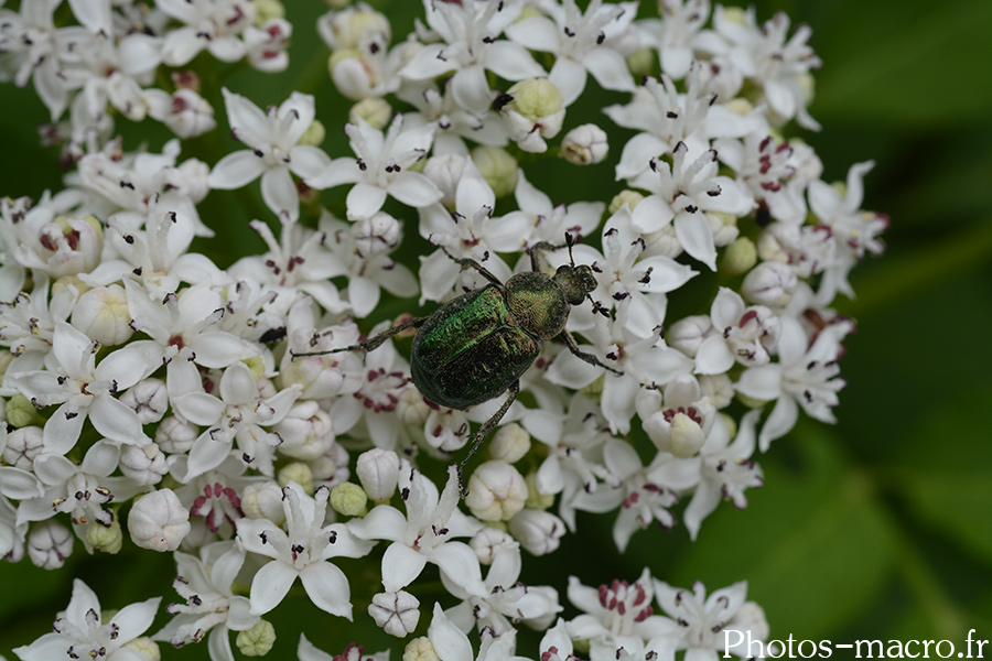 Gnorimus nobilis