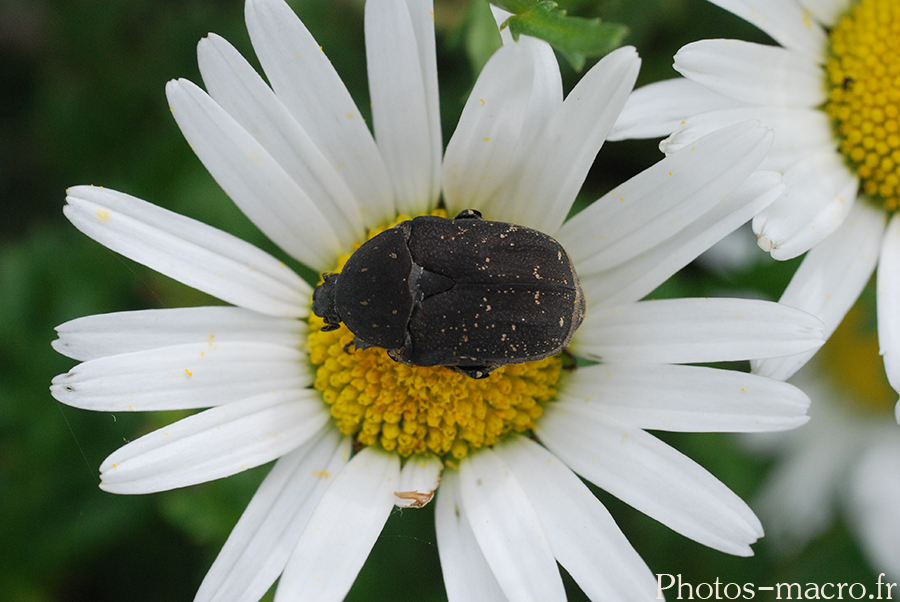 Protaetia (Netocia) morio