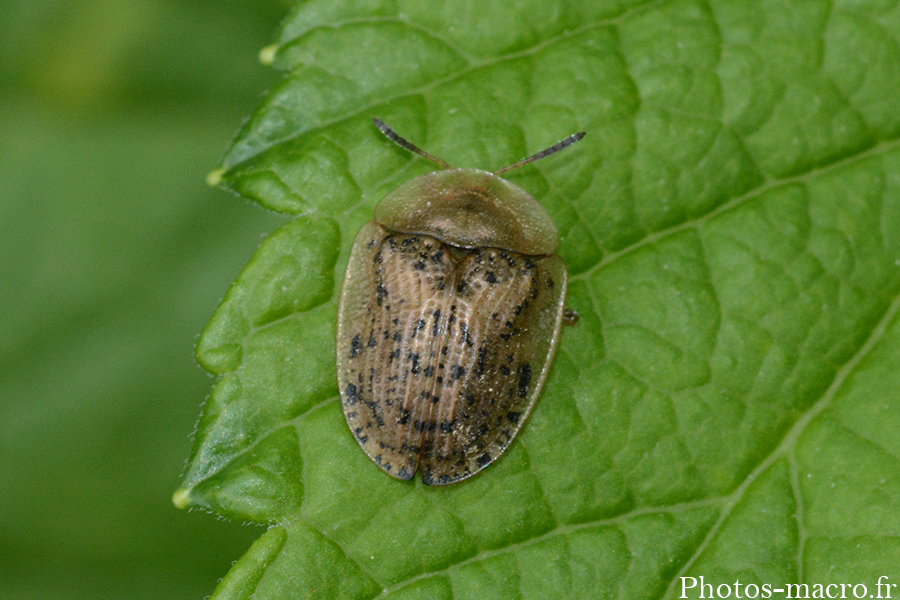 Cassida nebulosa-nobilis