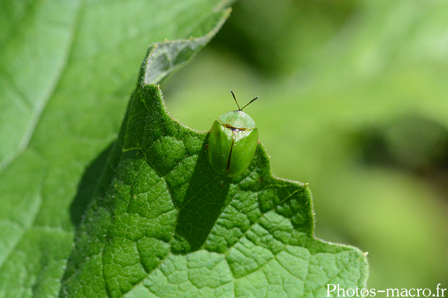 Cassida viridis