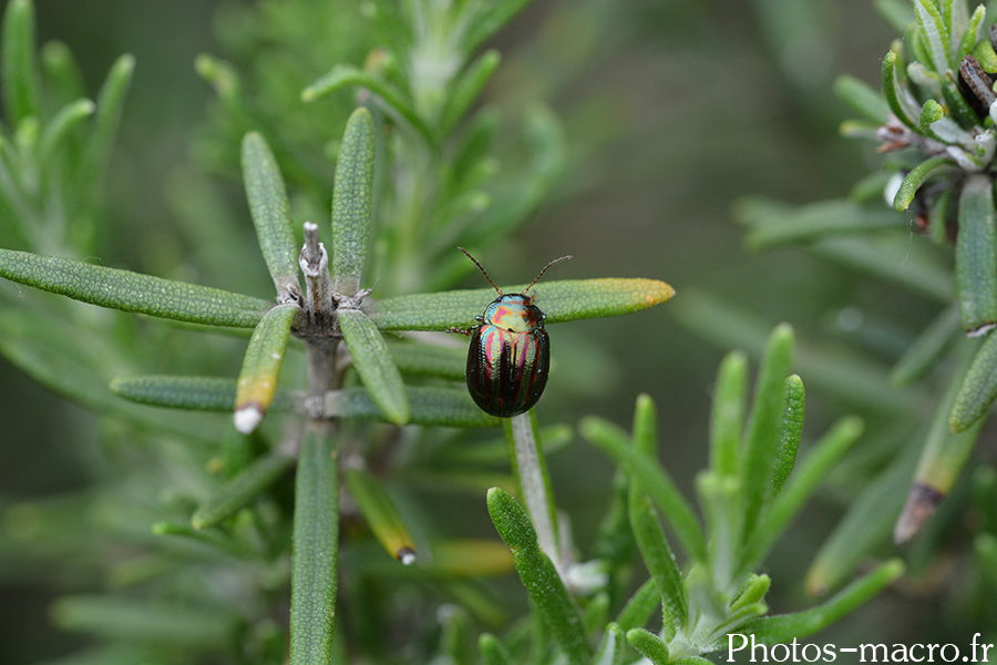 Chrysolina americana