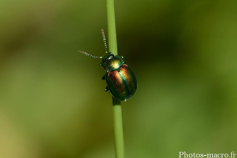 Chrysolina fastuosa