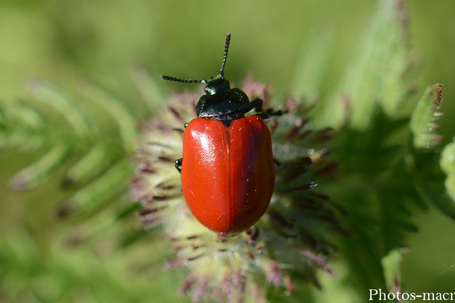 Chrysomela populi