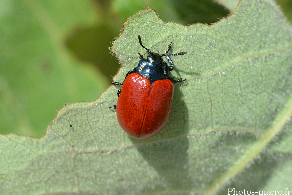 Chrysomela populi