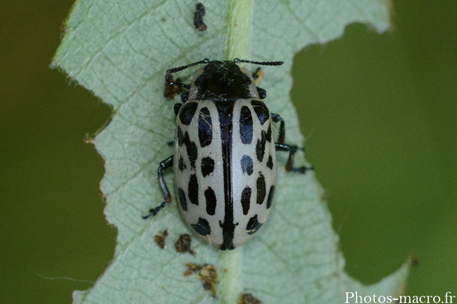 Chrysomela vigintipunctata